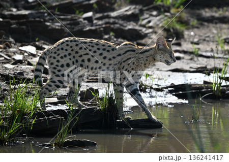 Serval stands on riverbank ready to jump 136241417