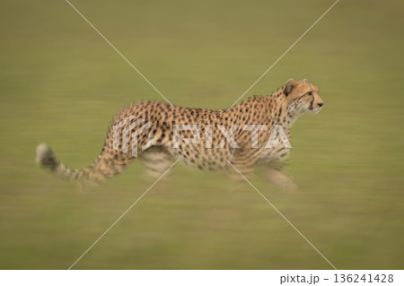 Slow pan of female cheetah on grass Slow pan of female cheetah on grass 136241428