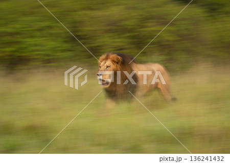 Slow pan of male lion passing bushes 136241432