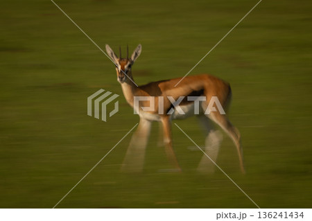 Slow pan of Thomson gazelle crossing savanna 136241434