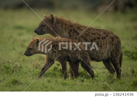 Spotted hyena and cub walk through savannah Spotted hyena and cub walk through savannah 136241436