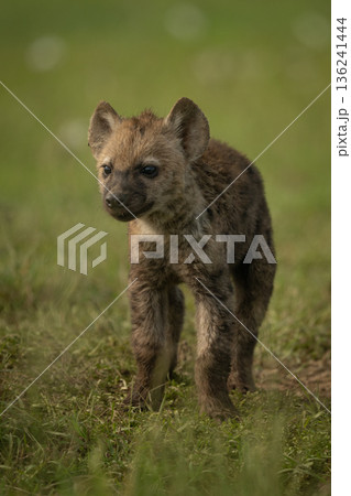 Spotted hyena cub stands facing toward camera 136241444