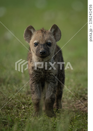 Spotted hyena cub stands staring at camera Spotted hyena cub stands staring at camera 136241456