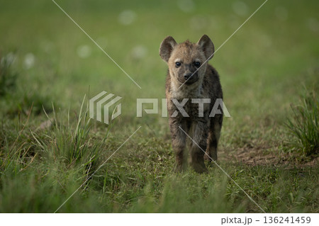Spotted hyena cub stands staring towards camera Spotted hyena cub stands staring towards camera 136241459