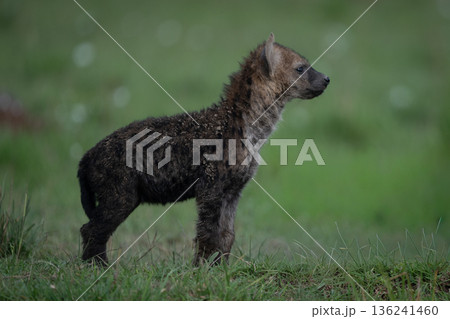 Spotted hyena cub stands up in profile Spotted hyena cub stands up in profile 136241460