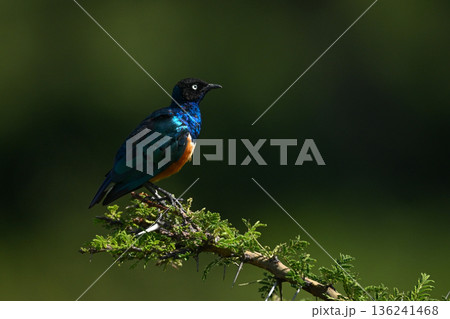 Superb starling in profile on leafy bush Superb starling in profile on leafy bush 136241468