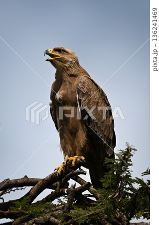 Tawny eagle lifts head and opens beak 136241469