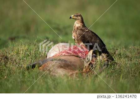 Tawny eagle with catchlight guards topi carcase 136241470