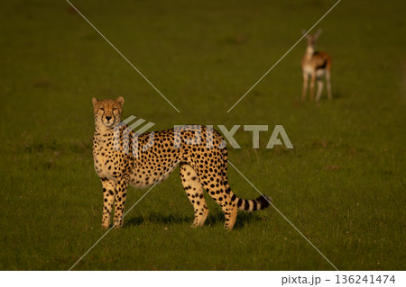 Thomson gazelle eyes cheetah standing watching camera 136241474