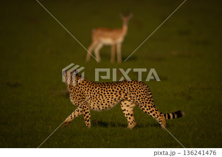 Thomson gazelle stands eyeing cheetah walking past Thomson gazelle stands eyeing cheetah walking past 136241476