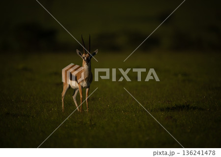 Thomson gazelle stands watching camera on savanna Thomson gazelle stands watching camera on savanna 136241478