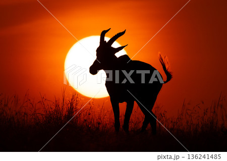 Topi crosses horizon at sunrise flicking tail Topi crosses horizon at sunrise flicking tail 136241485