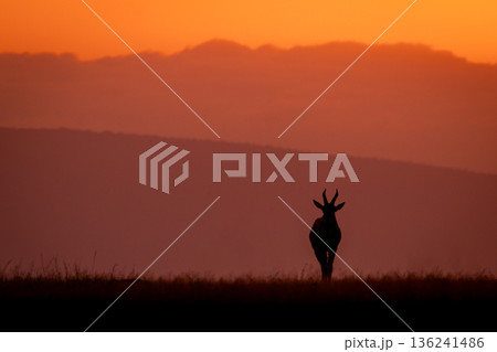 Topi faces camera at dawn on horizon Topi faces camera at dawn on horizon 136241486