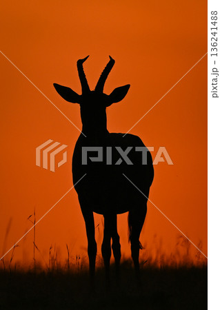 Topi faces camera on horizon at dawn Topi faces camera on horizon at dawn 136241488