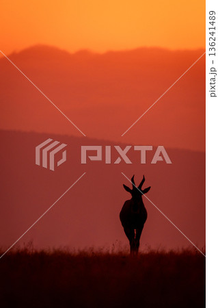 Topi faces camera on horizon at sunrise 136241489