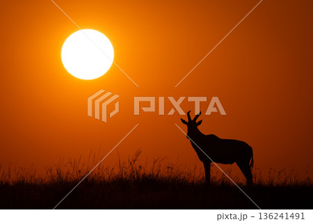 Topi standing as sun rises over horizon Topi standing as sun rises over horizon 136241491