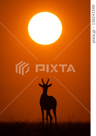Topi stands below rising sun on horizon Topi stands below rising sun on horizon 136241500