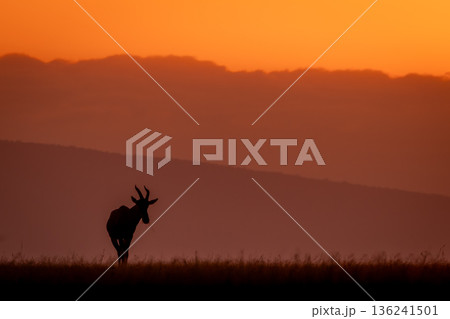 Topi stands grazing on horizon at dawn Topi stands grazing on horizon at dawn 136241501