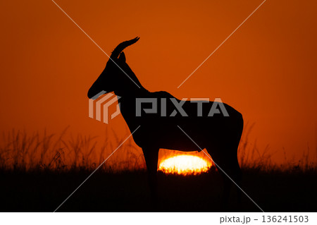 Topi stands in profile as sun rises 136241503