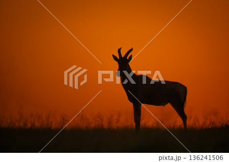 Topi stands on grassy horizon at sunrise 136241506