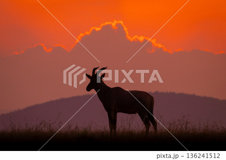 Topi stands on horizon during cloudy dawn 136241512