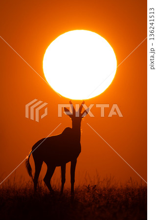 Topi stands on horizon under rising sun Topi stands on horizon under rising sun 136241513