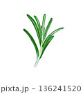 Botanical watercolor of fresh rosemary. Detailed watercolor rendering of rosemary herb branch. Hand drawn food artwork isolated on a white background, ideal for culinary design and packaging 136241520