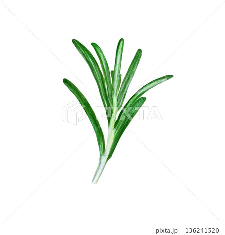 Botanical watercolor of fresh rosemary. Detailed watercolor rendering of rosemary herb branch. Hand drawn food artwork isolated on a white background, ideal for culinary design and packaging Botanical watercolor of fresh rosemary. Detailed watercolor rendering of rosemary herb branch. Hand drawn food artwork isolated on a white background, ideal for culinary design and packaging 136241520