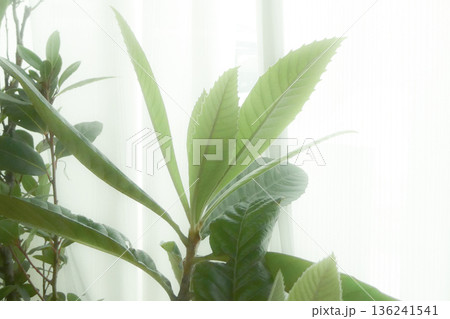 鉢上げした耐寒性の無いビワの木の新芽が出て来た 136241541