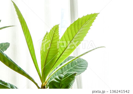 鉢上げした耐寒性の無いビワの木の新芽が出て来た 鉢上げした耐寒性の無いビワの木の新芽が出て来た 136241542