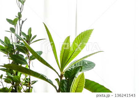 鉢上げした耐寒性が無い月桂樹と枇杷の木に新芽が出たビワの木 136241543