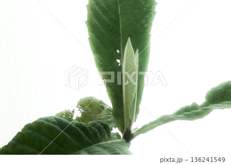 鉢上げした耐寒性の無いビワの木の新芽が出て来た 136241549