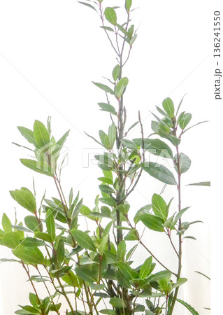 岩手県滝沢市越冬しない月桂樹を鉢上げした 室内で越冬したローレルの葉はブーケガルニとしてスープに 岩手県滝沢市越冬しない月桂樹を鉢上げした 室内で越冬したローレルの葉はブーケガルニとしてスープに 136241550