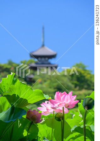 横浜三溪園 横浜三溪園 136241723