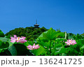 横浜三溪園 136241725