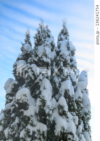 The beauty of the winter landscape The beauty of the winter landscape 136241754