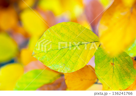 Sharp-focused yellow leaf with bright autumn bokeh background 136241766