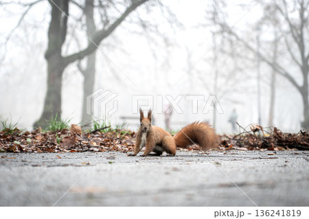 Close-up of squirrel in misty autumn forest with fallen leaves 136241819