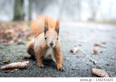 Curious squirrel on foggy forest floor in late autumn 136241820