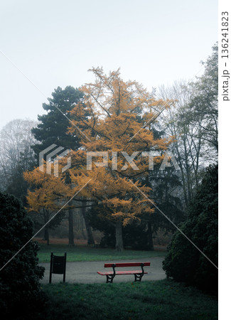 Yellow autumn tree in foggy park with bench and trash can Yellow autumn tree in foggy park with bench and trash can 136241823