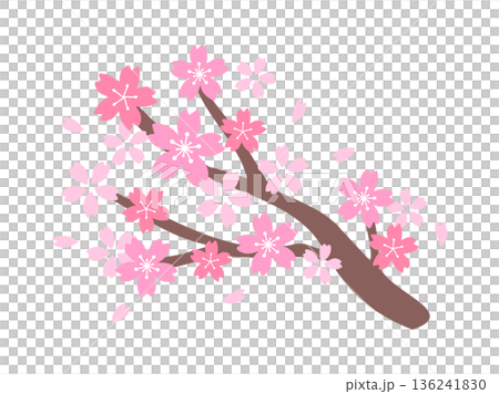 シンプルな桜の枝のイラスト シンプルな桜の枝のイラスト 136241830
