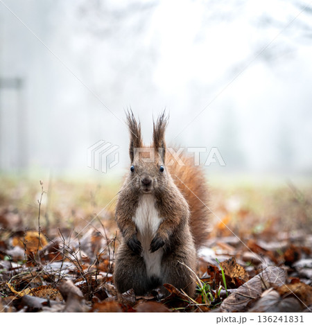 Curious squirrel in misty autumn forest with fallen leaves 136241831