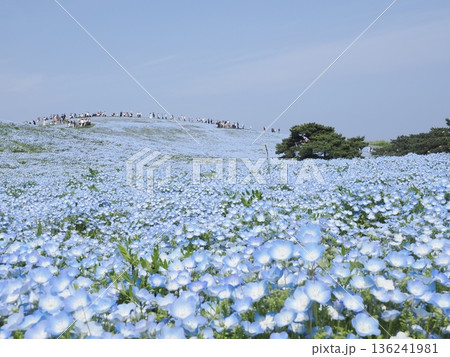 茨城県　国営ひたち海浜公園　満開のネモフィラ 136241981
