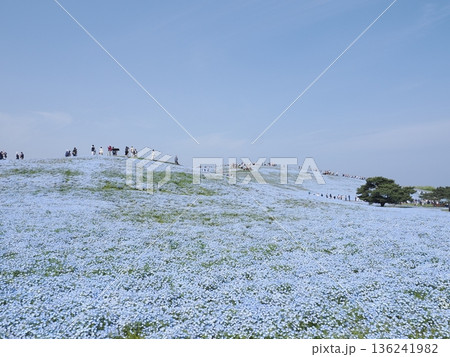茨城県 国営ひたち海浜公園 満開のネモフィラ 茨城県 国営ひたち海浜公園 満開のネモフィラ 136241982
