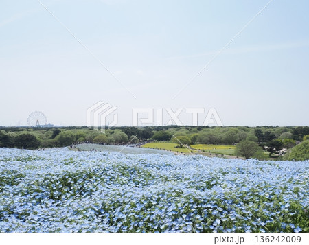 茨城県　国営ひたち海浜公園　満開のネモフィラ 136242009