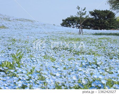 茨城県　国営ひたち海浜公園　満開のネモフィラ 136242027