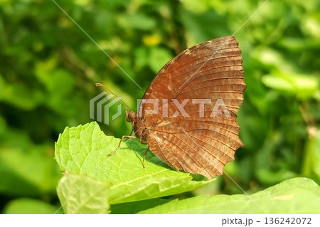 Palmfly butterfly on green leaf 136242072