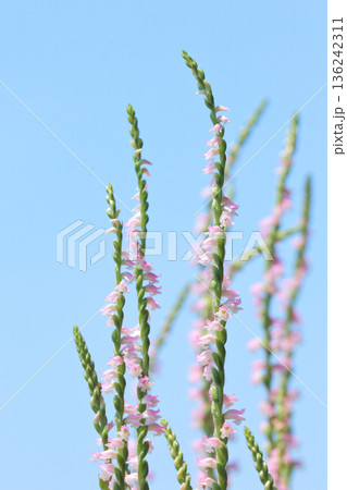 山野草　13　ネジバナの花 136242311