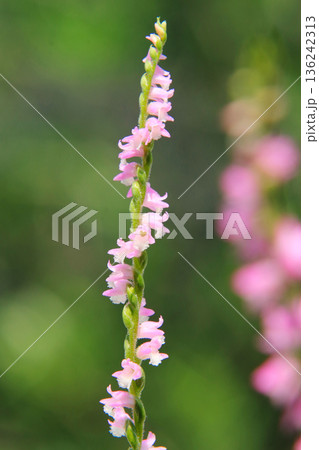 山野草 15 ネジバナの花 山野草 15 ネジバナの花 136242313