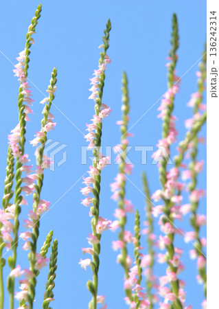 山野草　16　ネジバナの花 136242314